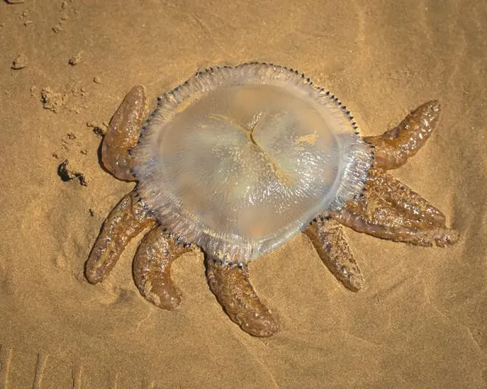 Framed Print : unique looking jellyfish on sand at australian beach Framed Print : unique looking jellyfish on sand at australian beach