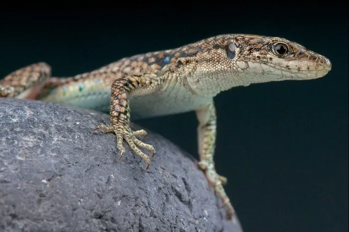 Framed Print : Unisex lizard / darevskia unisexualis the population of these lizards exists of only females Framed Print : Unisex lizard / darevskia unisexualis the population of these lizards exists of only females