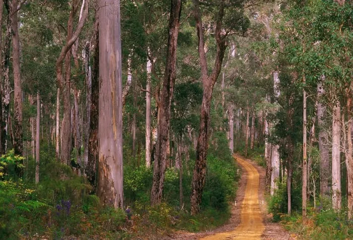 Framed Print : Unsealed road winding through forest of Karri and Jarrah trees (Eucalyptus diversicolor and Eucalyptus marginata)