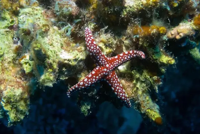 Framed Print : Unusual four-pointed ghardaqa sea star in Red Sea near Marsa Alam, Egypt Framed Print : Unusual four-pointed ghardaqa sea star in Red Sea near Marsa Alam, Egypt