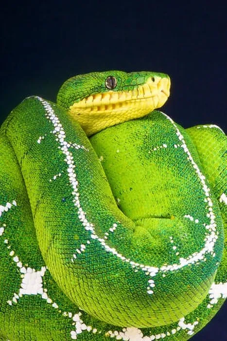 Framed Print : Upper Amazon tree boa / Corallus batesii Framed Print : Upper Amazon tree boa / Corallus batesii