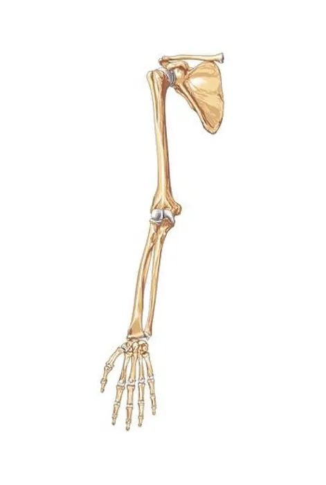 Framed Print : Upper limb bones Framed Print : Upper limb bones