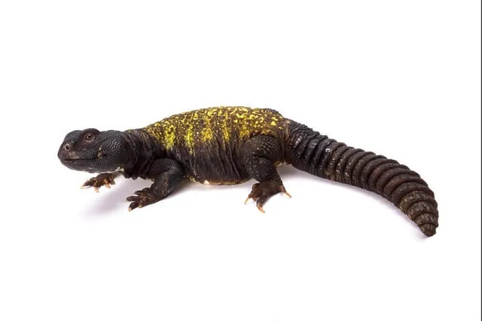 Framed Print : Uromastyx maliensis, Mali uromastyx, Mali