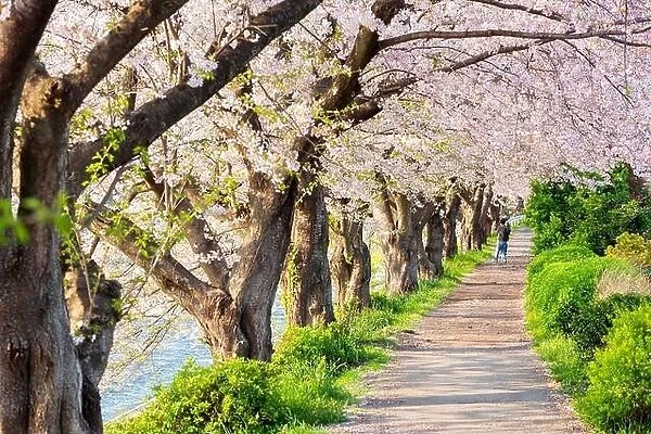 Urui River, Shizuoka, Japan lined with cherry trees in spring season