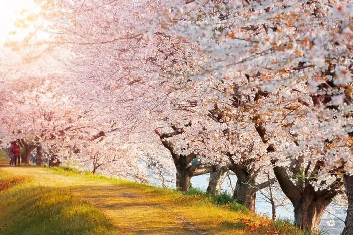 Framed Print : Urui River, Shizuoka, Japan lined with cherry trees in spring season Framed Print : Urui River, Shizuoka, Japan lined with cherry trees in spring season