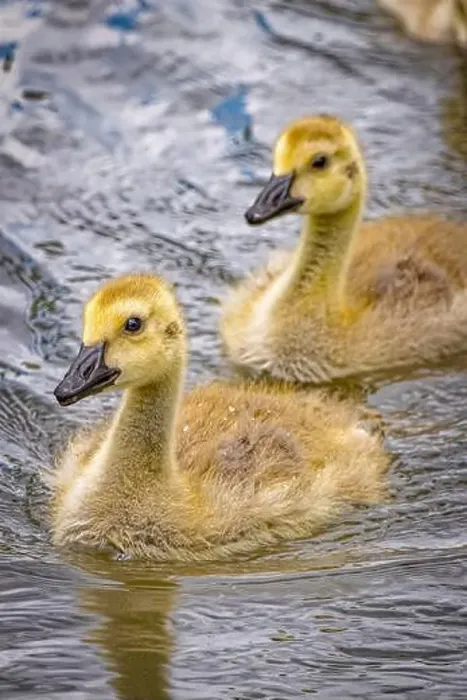 Framed Print : USA, Colorado, Fort Collins. Canada goose goslings in water. ©Fred Lord / Jaynes Gallery / DanitaDelimont.com Framed Print : USA, Colorado, Fort Collins. Canada goose goslings in water. ©Fred Lord / Jaynes Gallery / DanitaDelimont.com