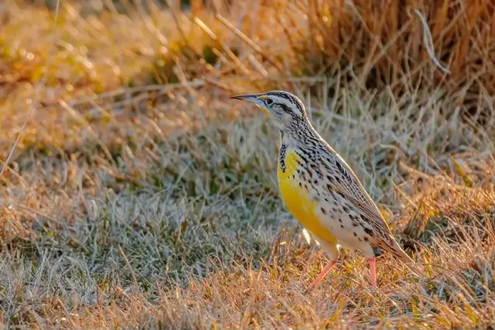 Framed Print : USA, Colorado. Meadowlark walking Framed Print : USA, Colorado. Meadowlark walking