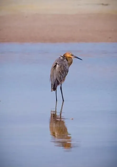 Framed Print : USA, Florida, Fort de Soto, a Reddish Egret standing in the water in early morning golden light with reflection