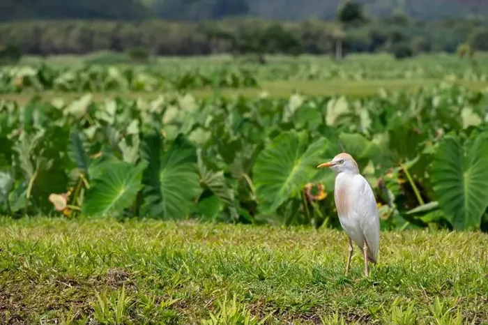 Framed Print : USA, Kauai, Hawaii. Cattle Egret forages in field near Hanalei Framed Print : USA, Kauai, Hawaii. Cattle Egret forages in field near Hanalei