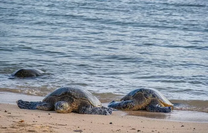 Framed Print : USA, Kauai, Hawaii. Endangered green sea turtles on Kauai south shore Framed Print : USA, Kauai, Hawaii. Endangered green sea turtles on Kauai south shore