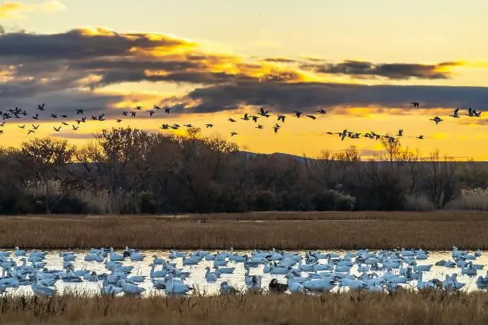 Framed Print : USA, New Mexico, Bosque Del Apache National Wildlife Refuge Framed Print : USA, New Mexico, Bosque Del Apache National Wildlife Refuge