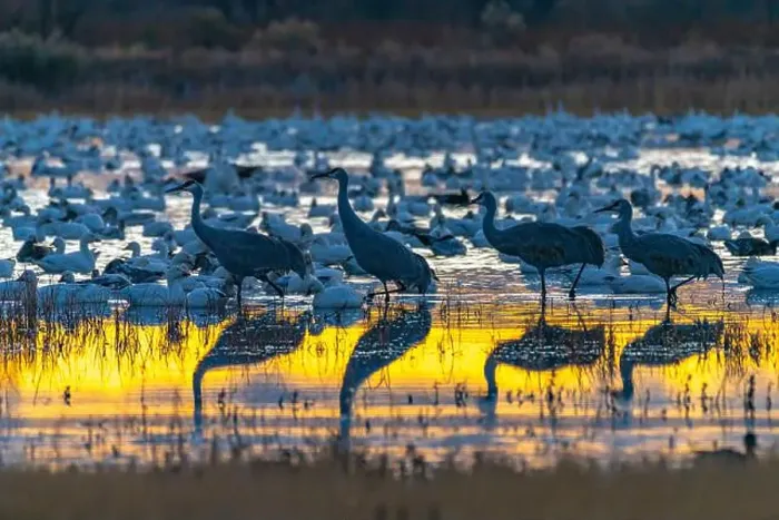 Framed Print : USA, New Mexico, Bosque Del Apache National Wildlife Refuge Framed Print : USA, New Mexico, Bosque Del Apache National Wildlife Refuge