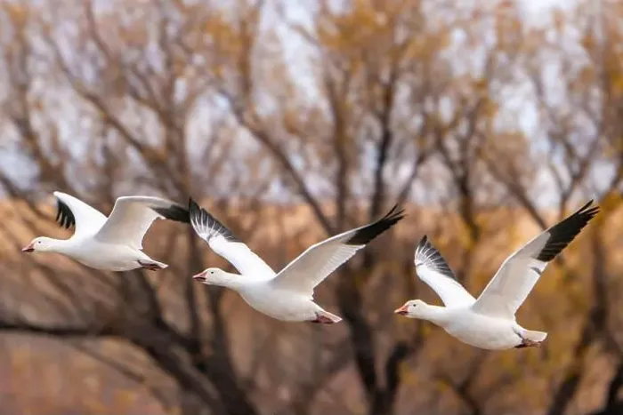 Framed Print : USA, New Mexico, Bosque Del Apache National Wildlife Refuge