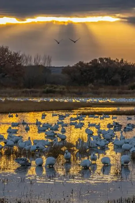 Framed Print : USA, New Mexico, Bosque Del Apache National Wildlife Refuge Framed Print : USA, New Mexico, Bosque Del Apache National Wildlife Refuge