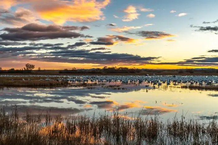 Framed Print : USA, New Mexico, Bosque Del Apache National Wildlife Refuge