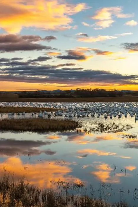 Framed Print : USA, New Mexico, Bosque Del Apache National Wildlife Refuge Framed Print : USA, New Mexico, Bosque Del Apache National Wildlife Refuge