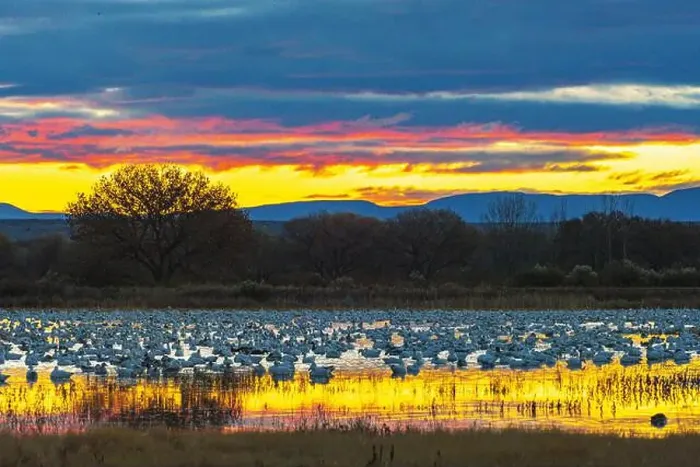 Framed Print : USA, New Mexico, Bosque Del Apache National Wildlife Refuge Framed Print : USA, New Mexico, Bosque Del Apache National Wildlife Refuge