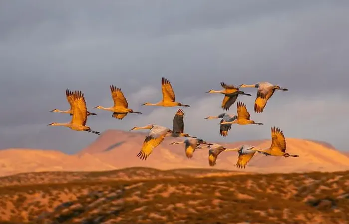 Framed Print : USA, New Mexico. Bosque Del Apache National Wildlife Refuge, sandhill crane in flight Framed Print : USA, New Mexico. Bosque Del Apache National Wildlife Refuge, sandhill crane in flight