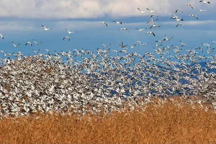 Framed Print : USA, New Mexico. Bosque Del Apache National Wildlife Refuge, snow geese flying Framed Print : USA, New Mexico. Bosque Del Apache National Wildlife Refuge, snow geese flying
