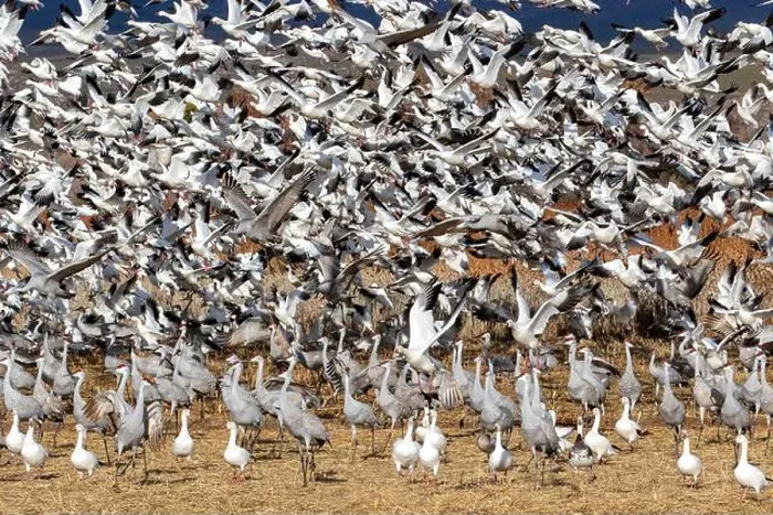 Framed Print : USA, New Mexico. Bosque Del Apache National Wildlife Refuge, sandhill crane and snow geese flying Framed Print : USA, New Mexico. Bosque Del Apache National Wildlife Refuge, sandhill crane and snow geese flying
