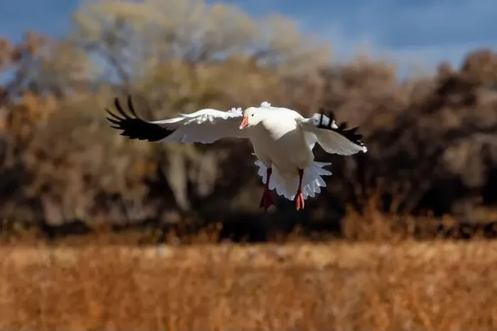 Framed Print : USA, New Mexico. Bosque Del Apache National Wildlife Refuge, snow geese flying Framed Print : USA, New Mexico. Bosque Del Apache National Wildlife Refuge, snow geese flying
