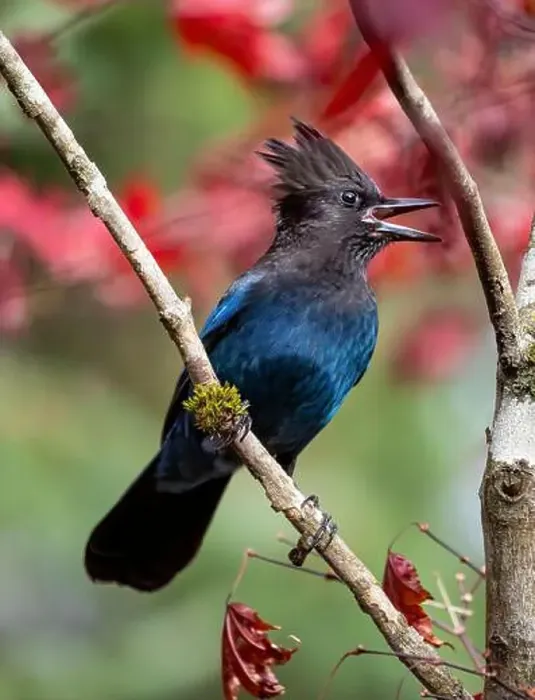 Framed Print : USA, Washington State, Sammamish. Stellar jay on Japanese maple with fall colors