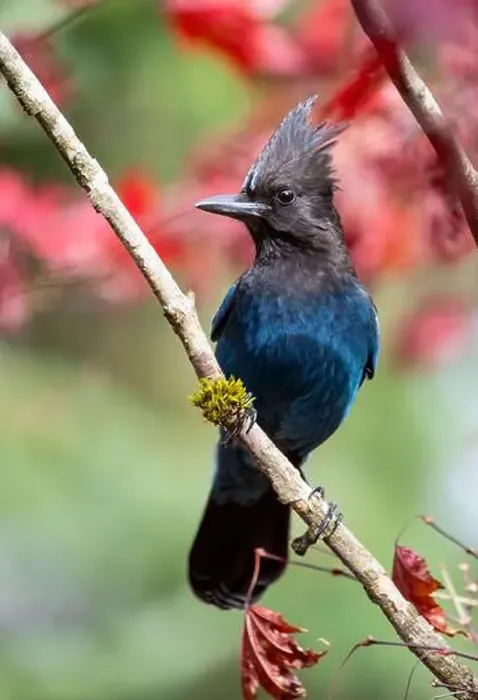 Framed Print : USA, Washington State, Sammamish. Stellar jay on Japanese maple with fall colors Framed Print : USA, Washington State, Sammamish. Stellar jay on Japanese maple with fall colors