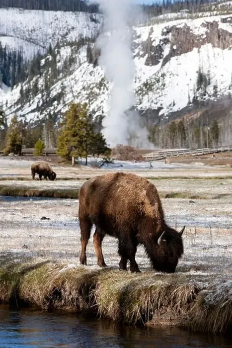 Framed Print : USA, Wyoming, Yellowstone National Park, Bison feeding along stream on spring morning Framed Print : USA, Wyoming, Yellowstone National Park, Bison feeding along stream on spring morning