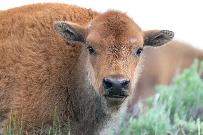 Framed Print : USA, Wyoming, Yellowstone National Park. Headshot of a bison calf with its orangey coat Framed Print : USA, Wyoming, Yellowstone National Park. Headshot of a bison calf with its orangey coat