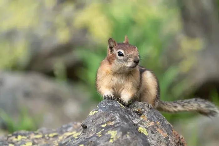 Framed Print : USA, Wyoming, Yellowstone National Park. Portrait of a ground squirrel posing on a lichen covered rock Framed Print : USA, Wyoming, Yellowstone National Park. Portrait of a ground squirrel posing on a lichen covered rock
