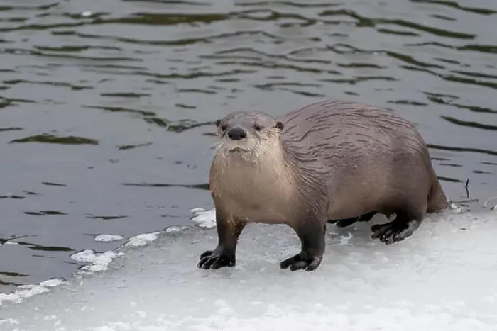 Framed Print : USA, Wyoming, Yellowstone National Park. Portrait of a river otter coming out of the river to the icy edge Framed Print : USA, Wyoming, Yellowstone National Park. Portrait of a river otter coming out of the river to the icy edge