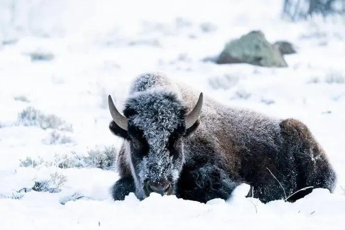Framed Print : USA, Wyoming, Yellowstone National Park. Portrait of a frost covered bison lying down in the snow Framed Print : USA, Wyoming, Yellowstone National Park. Portrait of a frost covered bison lying down in the snow