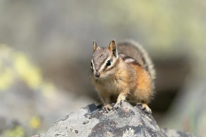 Framed Print : USA, Wyoming, Yellowstone National Park. Least chipmunk poses on a boulder Framed Print : USA, Wyoming, Yellowstone National Park. Least chipmunk poses on a boulder