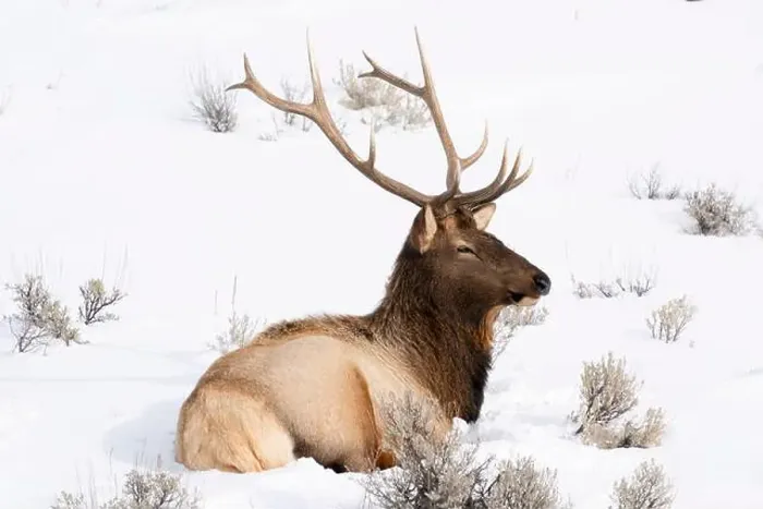 Framed Print : USA, Wyoming, Yellowstone National Park. A bull elk rests in the snow with his antlers still intact for now Framed Print : USA, Wyoming, Yellowstone National Park. A bull elk rests in the snow with his antlers still intact for now