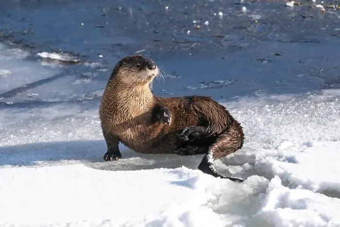 Framed Print : USA, Wyoming, Yellowstone National Park. An adult river otter lies down on the icy shore of the Yellowstone River Framed Print : USA, Wyoming, Yellowstone National Park. An adult river otter lies down on the icy shore of the Yellowstone River