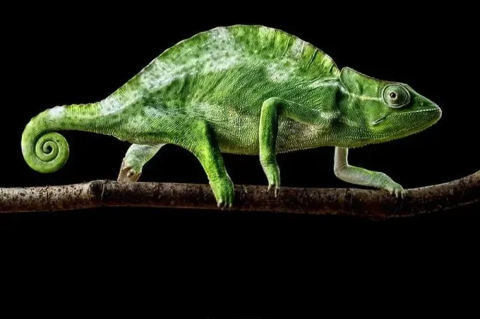 Framed Print : Usambara three-horned chameleon (Trioceros deremensis) female
