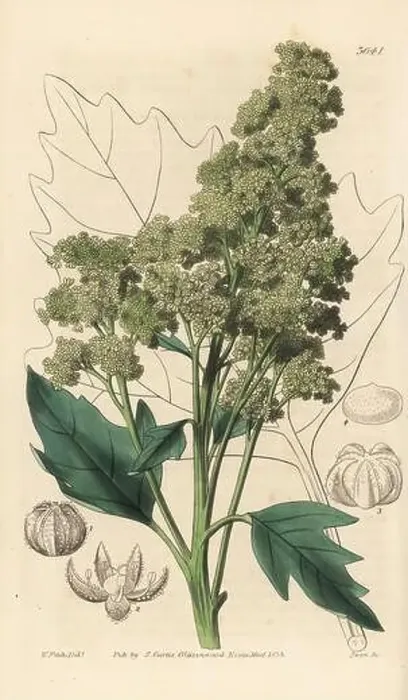 Framed Print : Useful quinoa, Chenopodium quinoa Framed Print : Useful quinoa, Chenopodium quinoa