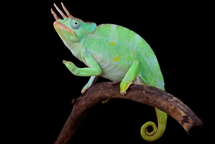 Framed Print : Usumbara giant three horned chameleon (Trioceros deremensis) Framed Print : Usumbara giant three horned chameleon (Trioceros deremensis)