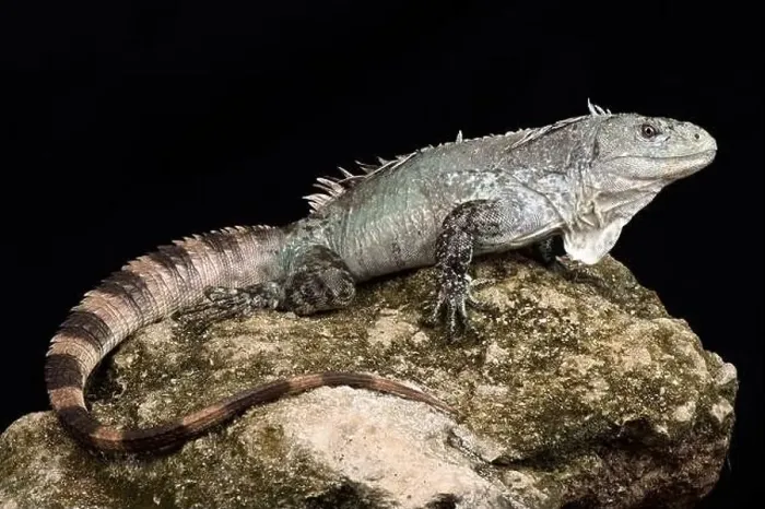 Framed Print : Utila iguana (Ctenosaura bakeri) Framed Print : Utila iguana (Ctenosaura bakeri)