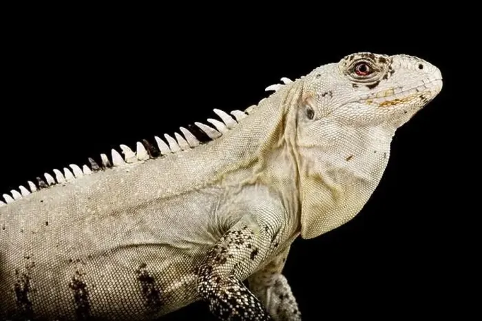Framed Print : Utila spiny-tailed Iguana (Ctenosaura bakeri) Framed Print : Utila spiny-tailed Iguana (Ctenosaura bakeri)