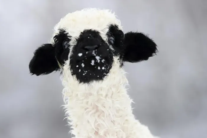 Framed Print : Valais Blacknose Sheep.Portrait of lamb (2 weeks old) in snow. Germany Framed Print : Valais Blacknose Sheep.Portrait of lamb (2 weeks old) in snow. Germany