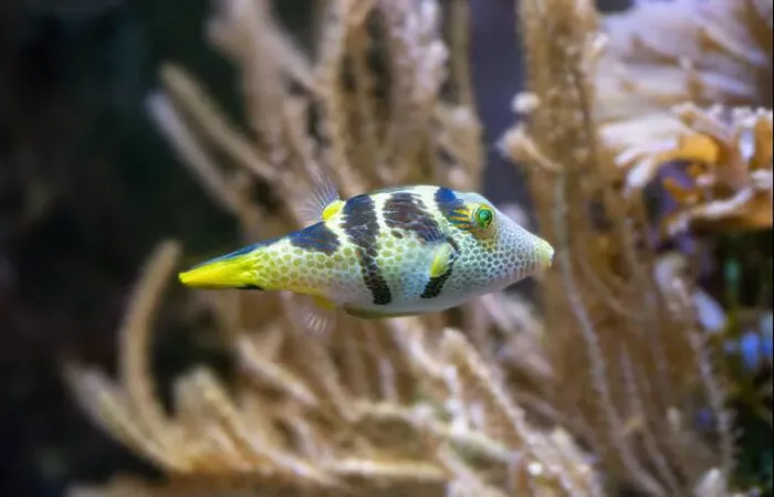 Framed Print : Valentinni´s Sharpnose Puffer (Canthigaster valentini, Sattel-Spitzkopfkugelfisch)