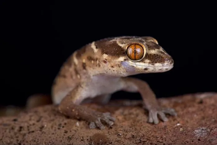 Framed Print : Van Son's thick-toed gecko (Pachydactylus vansoni) is a terrestrial and nocturnal species found in Southern Africa Framed Print : Van Son's thick-toed gecko (Pachydactylus vansoni) is a terrestrial and nocturnal species found in Southern Africa
