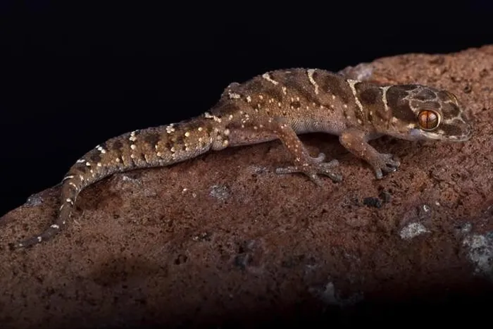 Framed Print : Van Son's thick-toed gecko (Pachydactylus vansoni) is a terrestrial and nocturnal species found in Southern Africa Framed Print : Van Son's thick-toed gecko (Pachydactylus vansoni) is a terrestrial and nocturnal species found in Southern Africa