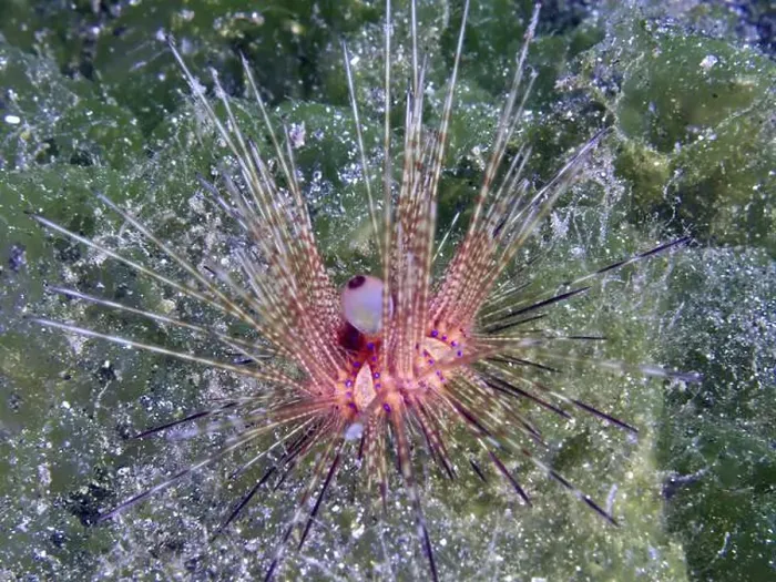 Framed Print : Variable Fire Urchin, Blue spotted sea urchin (Astropyga radiata) Framed Print : Variable Fire Urchin, Blue spotted sea urchin (Astropyga radiata)