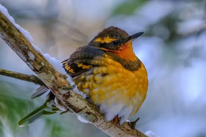Framed Print : A Varied Thrush perched on a branch, with feathers fluffed up trying to stay waem on a cold winter day Framed Print : A Varied Thrush perched on a branch, with feathers fluffed up trying to stay waem on a cold winter day