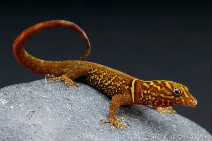 Framed Print : Variegated gecko / Gonatodes cecilae Framed Print : Variegated gecko / Gonatodes cecilae