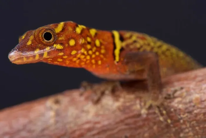 Framed Print : Variegated gecko (Gonatodes ceciliae) Framed Print : Variegated gecko (Gonatodes ceciliae)