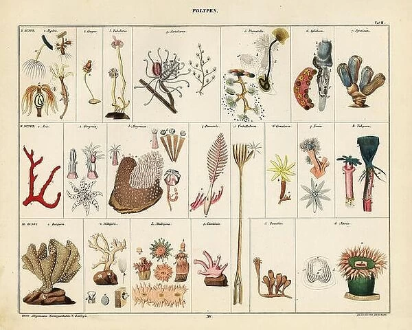 Varieties of soft corals, seafans, bryozoans, polyps and sea anemones. Lithograph from Lorenz Oken's Universal Natural History