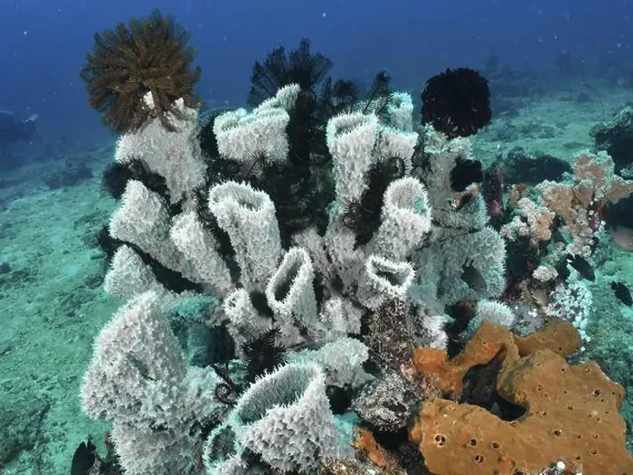 Framed Print : Variety of spiny tube sponge (Callyspongia (Cladochalina) aerizusa) and corals in the colourful underwater world